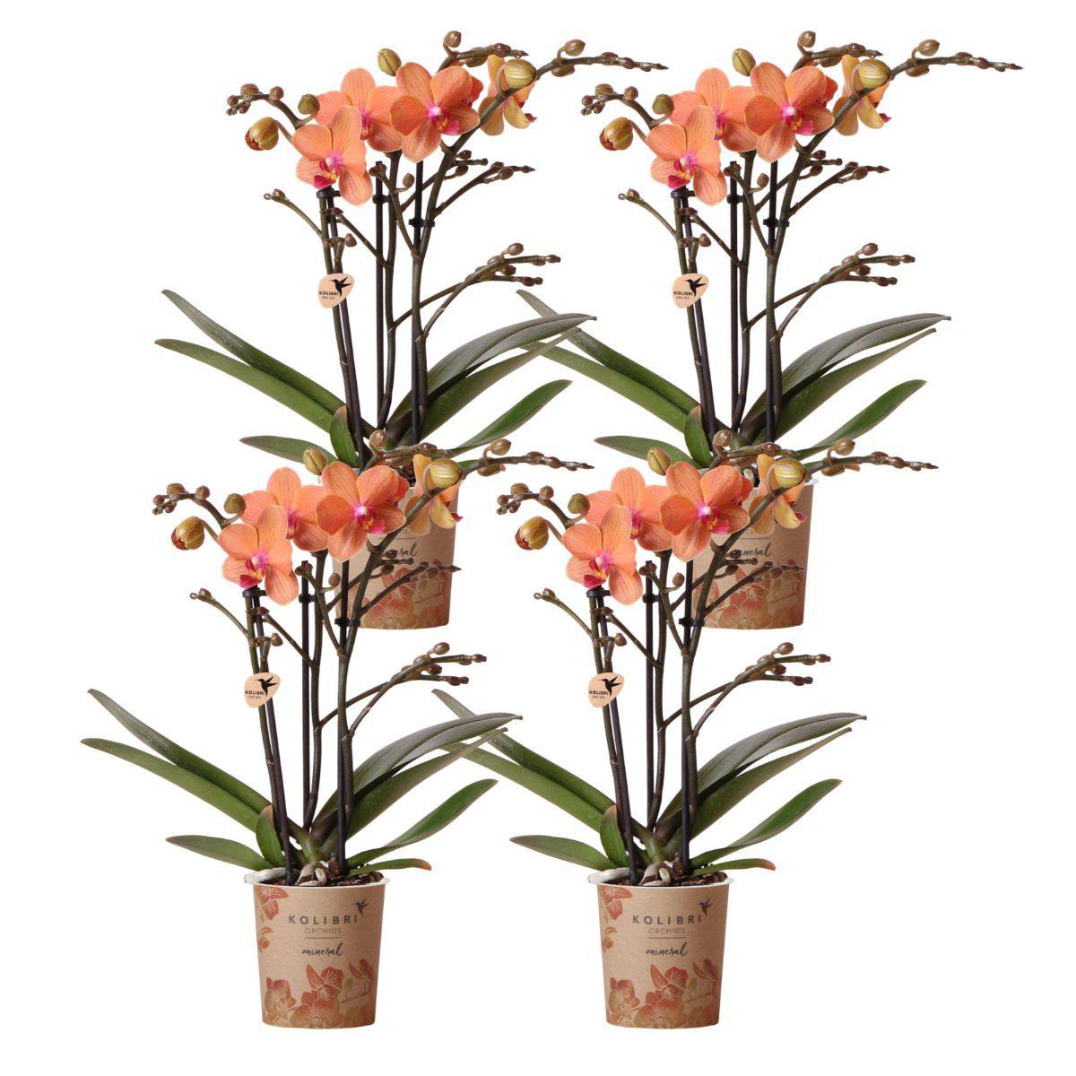 Bundel van 4 oranje Phalaenopsis orchideeën potmaat Ø9cm