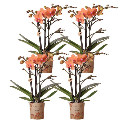 Bundel van 4 oranje Phalaenopsis orchideeën potmaat Ø9cm