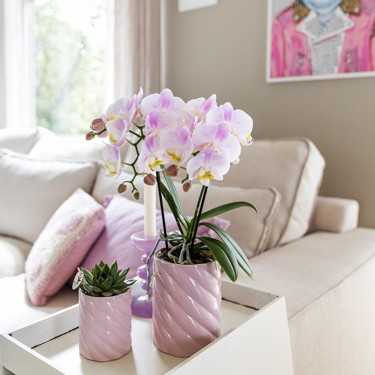 Roze phalaenopsis orchidee Portugal potmaat Ø9cm