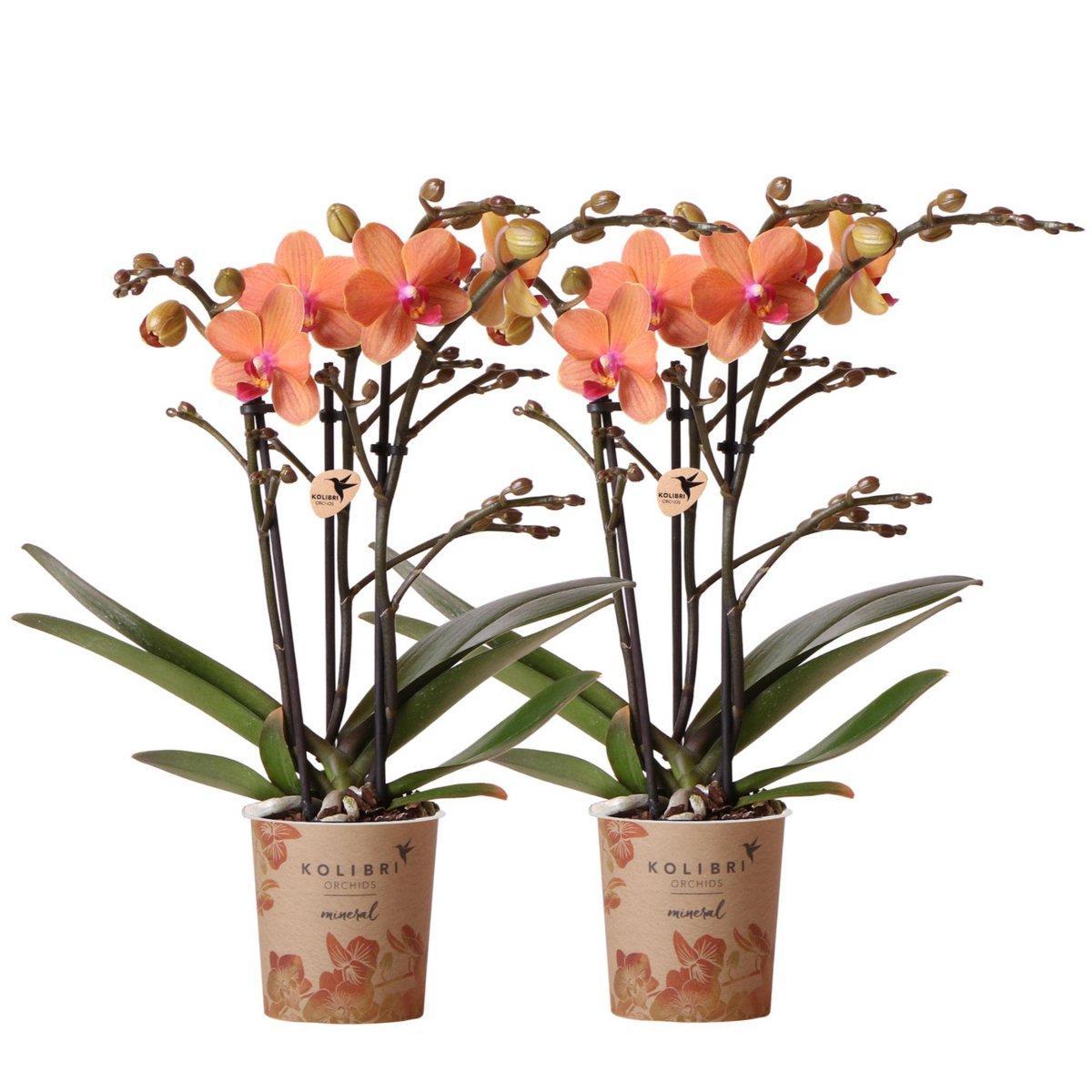 Bundel van 2 oranje Phalaenopsis orchideeën potmaat Ø9cm