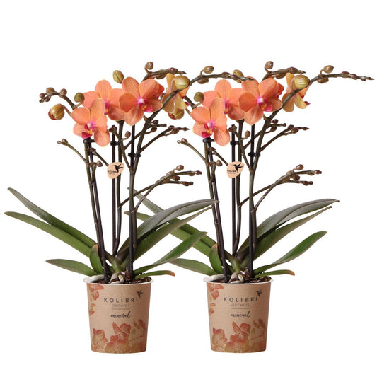 Bundel van 2 oranje Phalaenopsis orchideeën potmaat Ø9cm