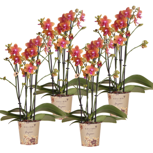 Bundel van 4 geurende oranje Phalaenopsis orchideeën potmaat Ø12cm