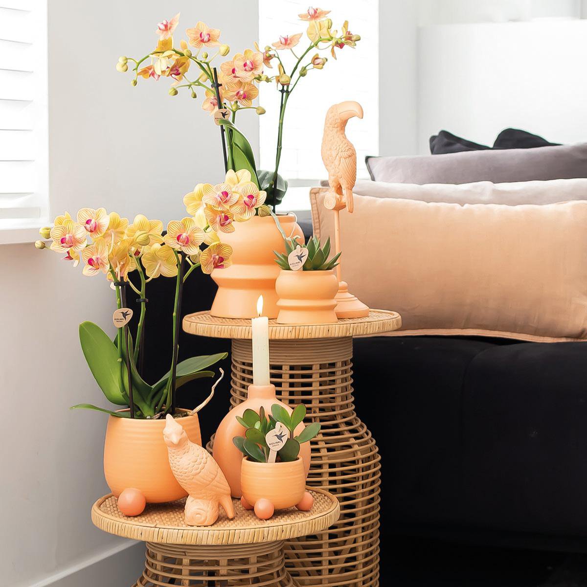 Oranje Phalaenopsis orchidee Mandarin Ø9cm | bloeiende kamerplant - vers van de kweker