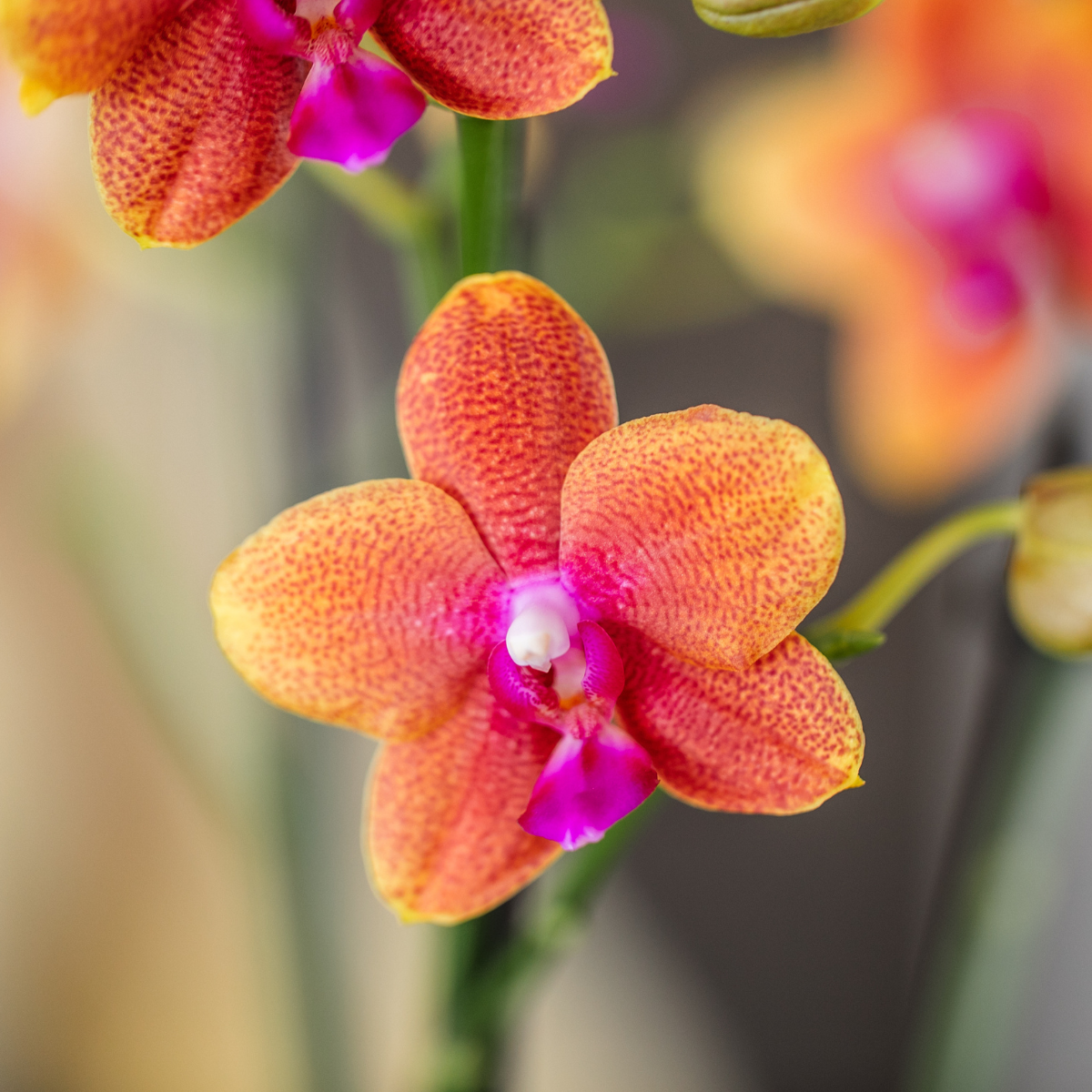 Bundel van 4 geurende oranje Phalaenopsis orchideeën potmaat Ø12cm