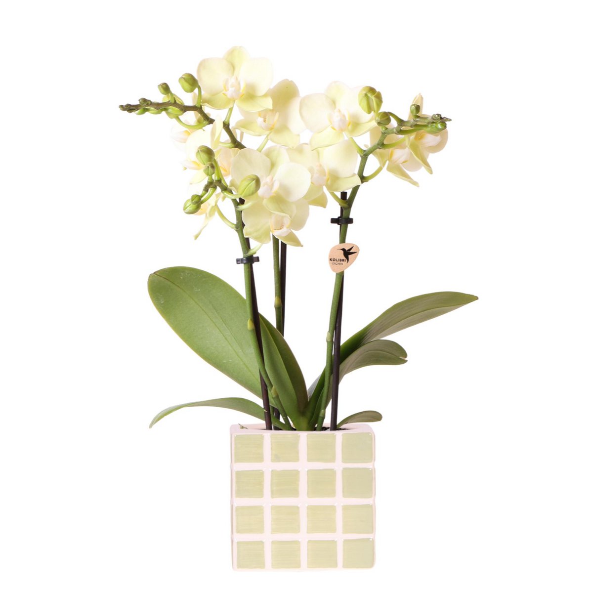 Gele phalaenopsis orchidee in Green Cube sierpot Ø9cm