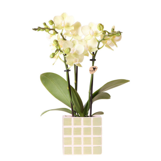 Gele phalaenopsis orchidee in Green Cube sierpot Ø9cm
