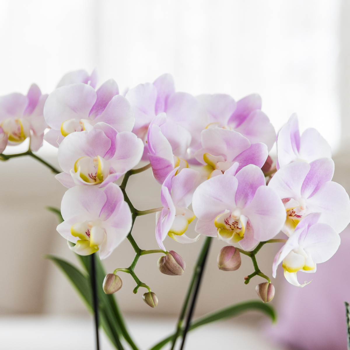 Gift set Summer Pink Blush Groene plant met roze Phalaenopsis orchidee
