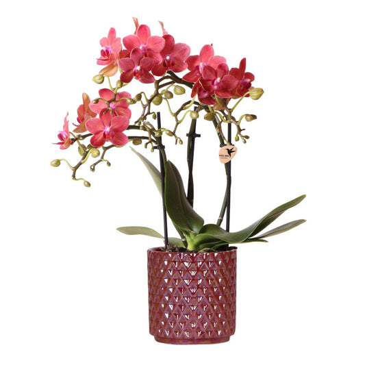 Rode phalaenopsis orchidee Ruby Pot rood potmaat Ø9cm