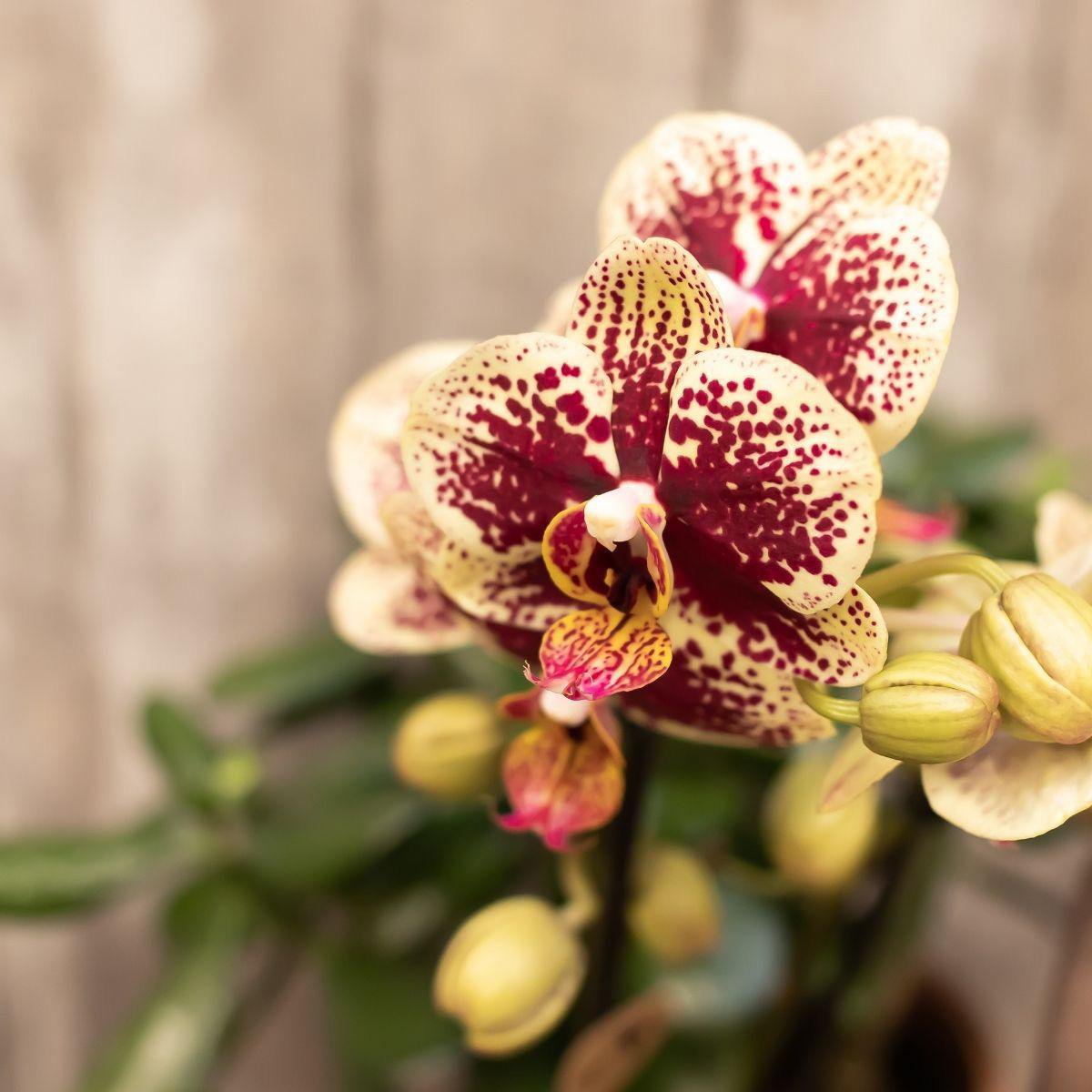 Bundel van 4 geel rode phalaenopsis orchideeën potmaat Ø9cm