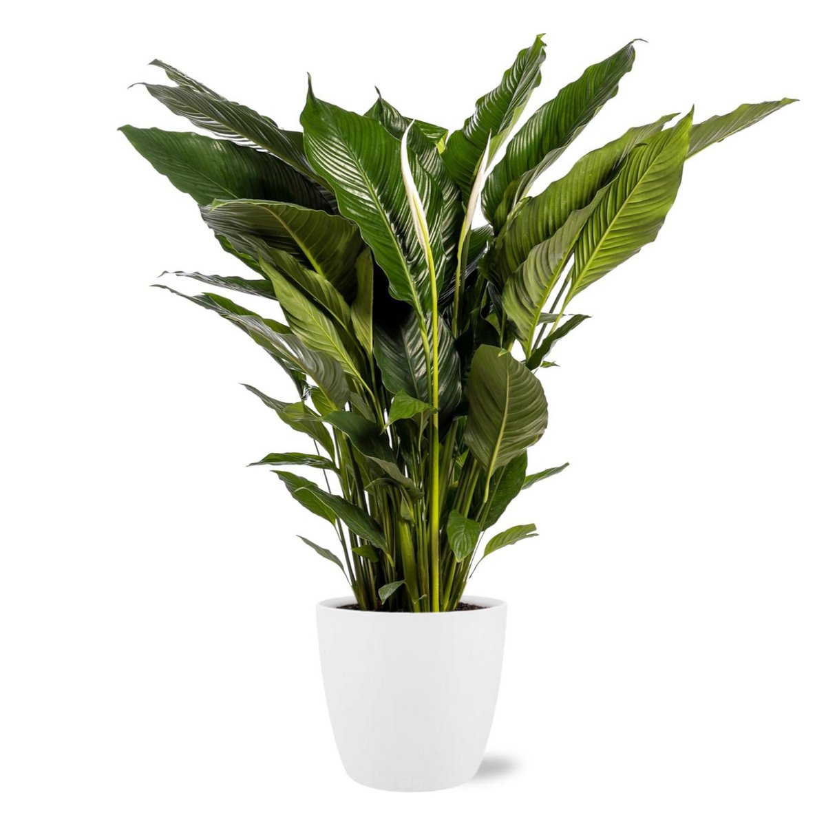 Spathiphyllum sweet sebastiano in luxe sierpot wit Ø24cm x ↕110cm