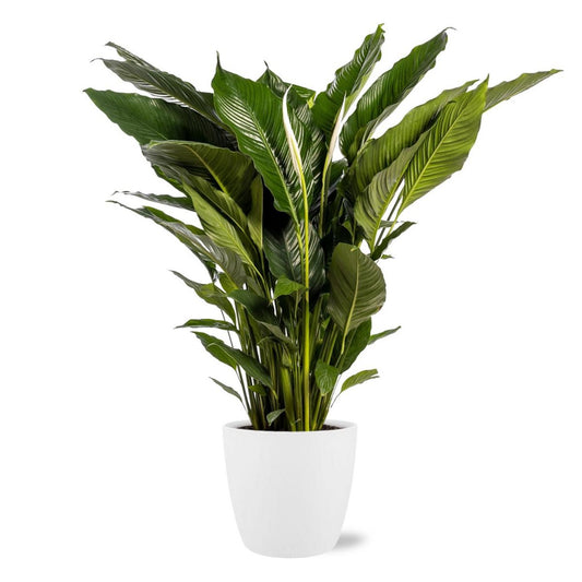 Spathiphyllum sweet sebastiano in luxe sierpot wit Ø24cm x ↕110cm