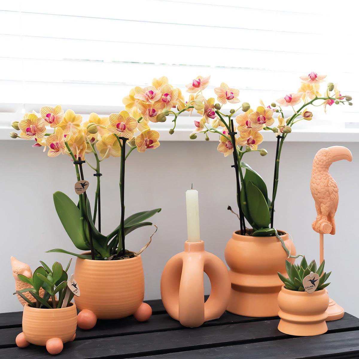 Oranje Phalaenopsis orchidee Mandarin Ø9cm | bloeiende kamerplant - vers van de kweker