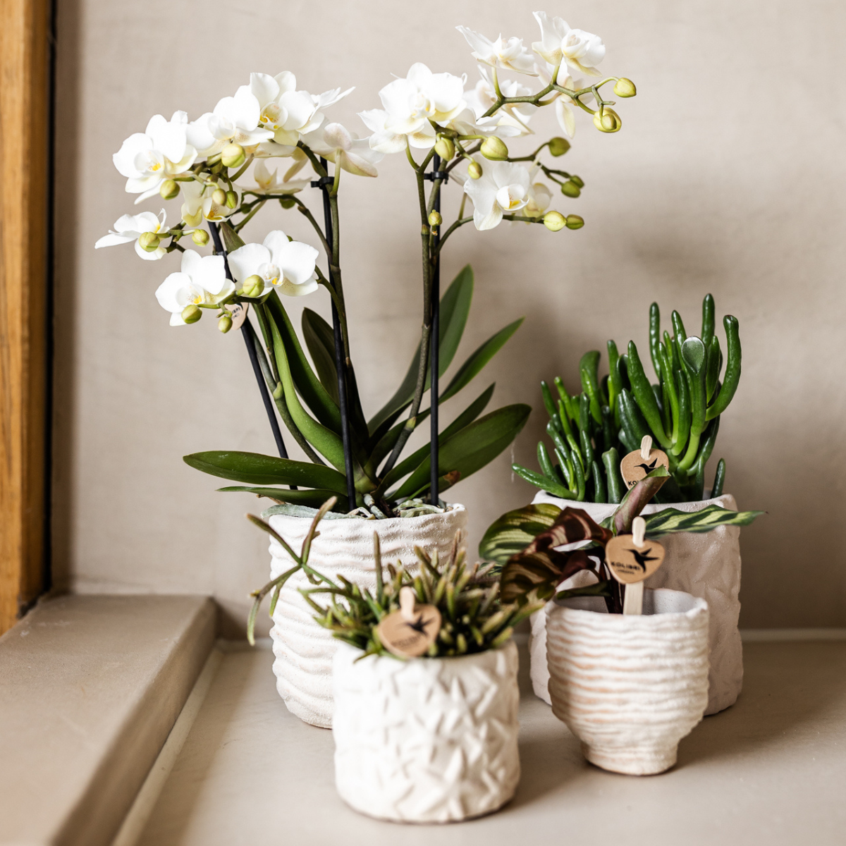 Zeesterren sierpot Keramiek Off White Ø9cm