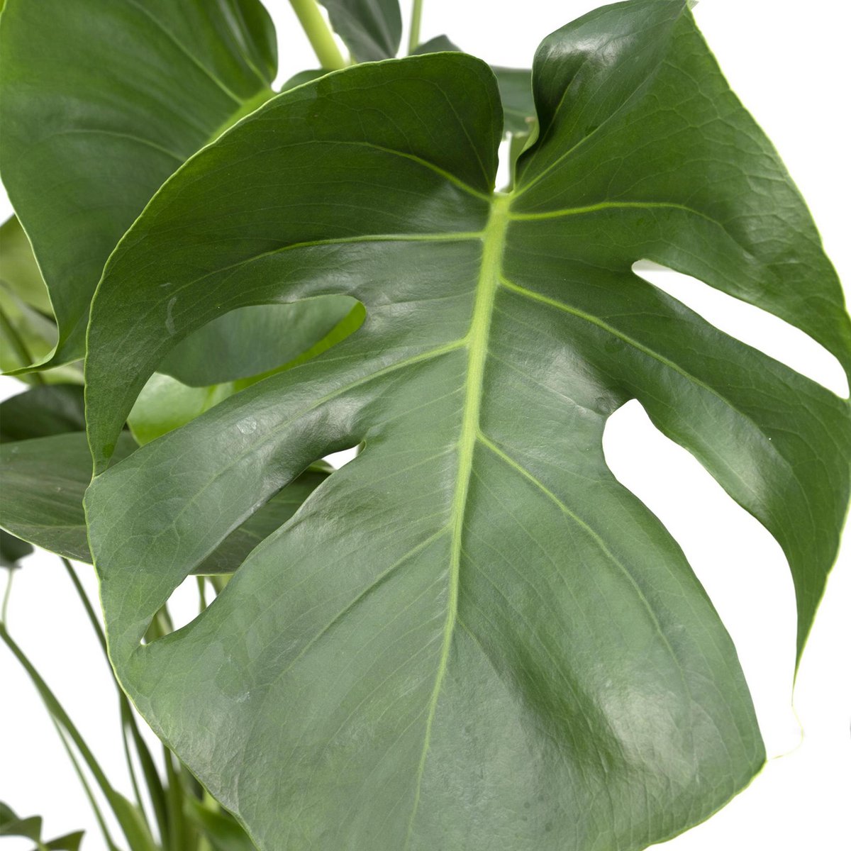 Monstera Deliciosa Gatenplant Ø21cm - ↕65cm