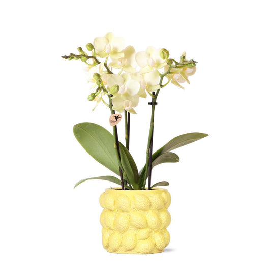 Gele Phalaenopsis orchidee Citroen sierpot Yellow potmaat Ø9cm