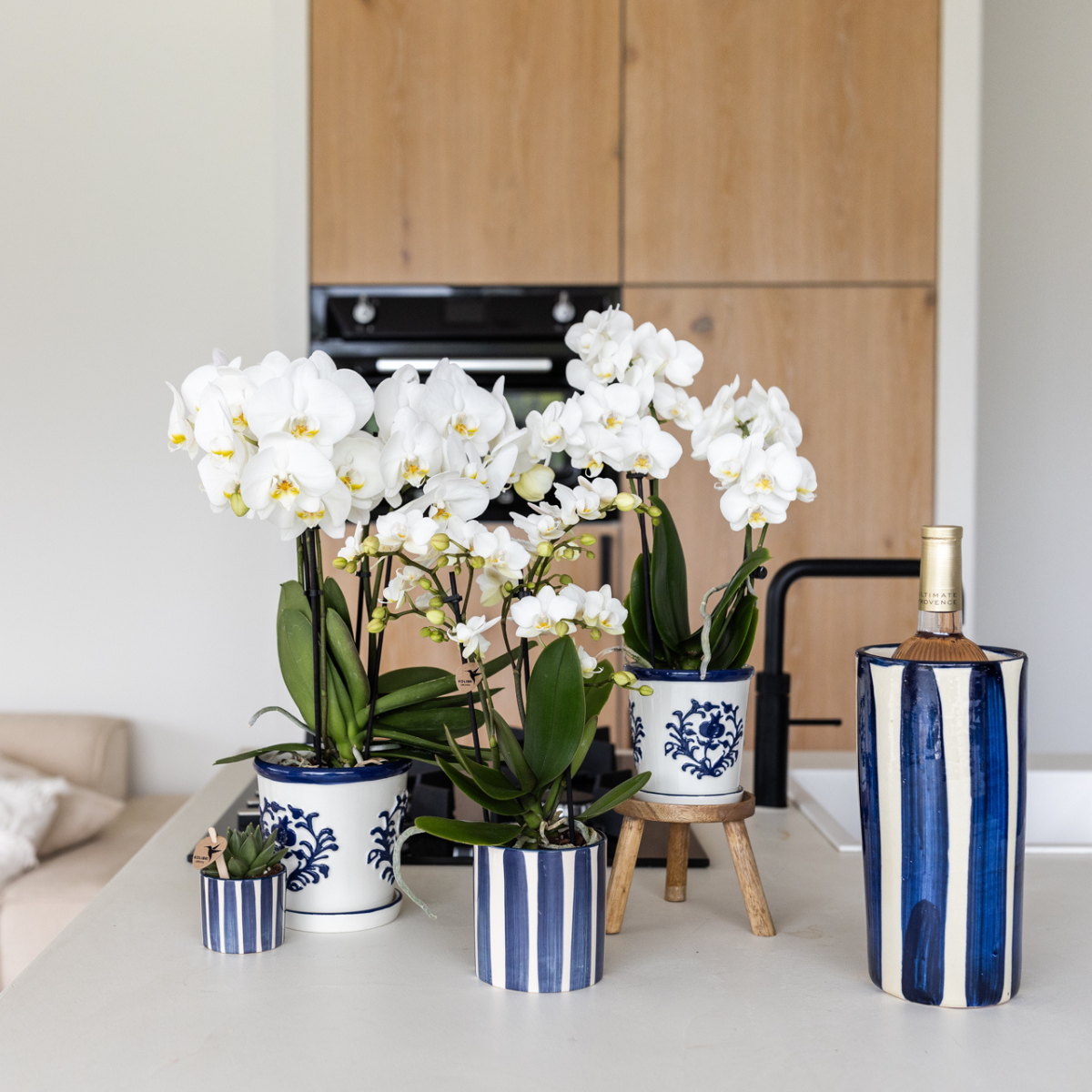 Set van witte orchidee Andorra en succulent in Blue Painting sierpot op cloud plate potmaat Ø9cm & Ø6cm
