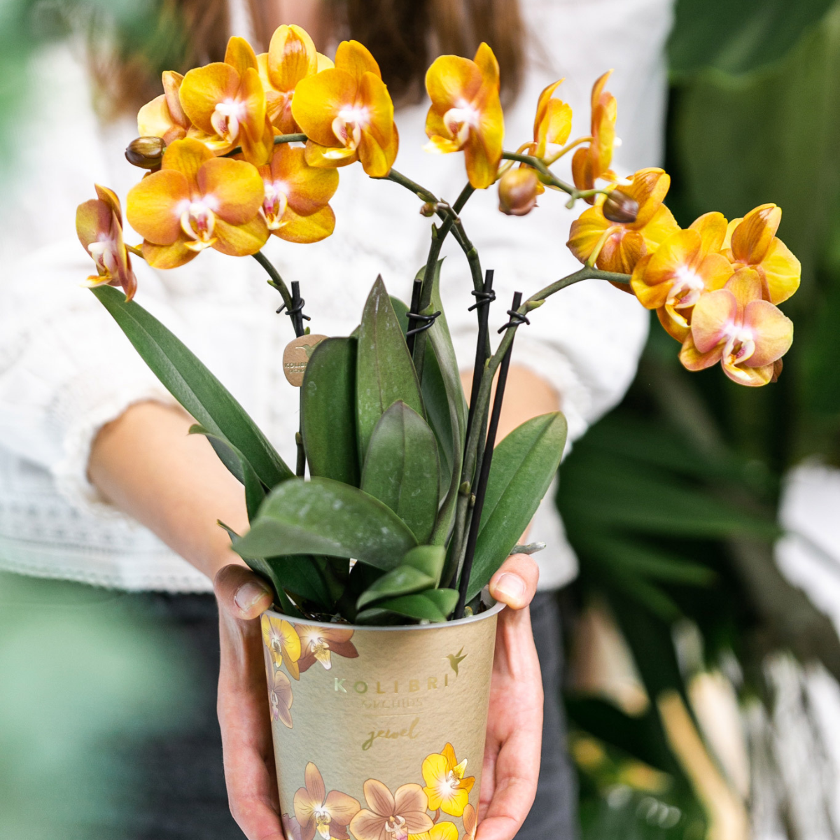 Bundel van 4 gele Phalaenopsis orchideeën potmaat Ø12cm
