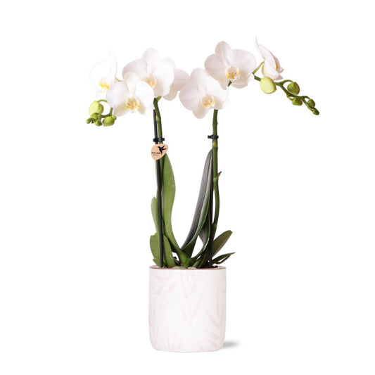 Witte Phalaenopsis orchidee Leafs Patroon pot Pink potmaat Ø9cm