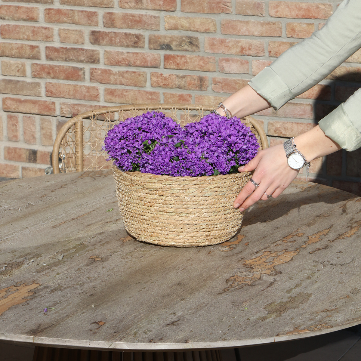 Campanula Addenda Ambella Paars Rieten mand met Campanula met watergeefsysteem 3 stuks 12cm