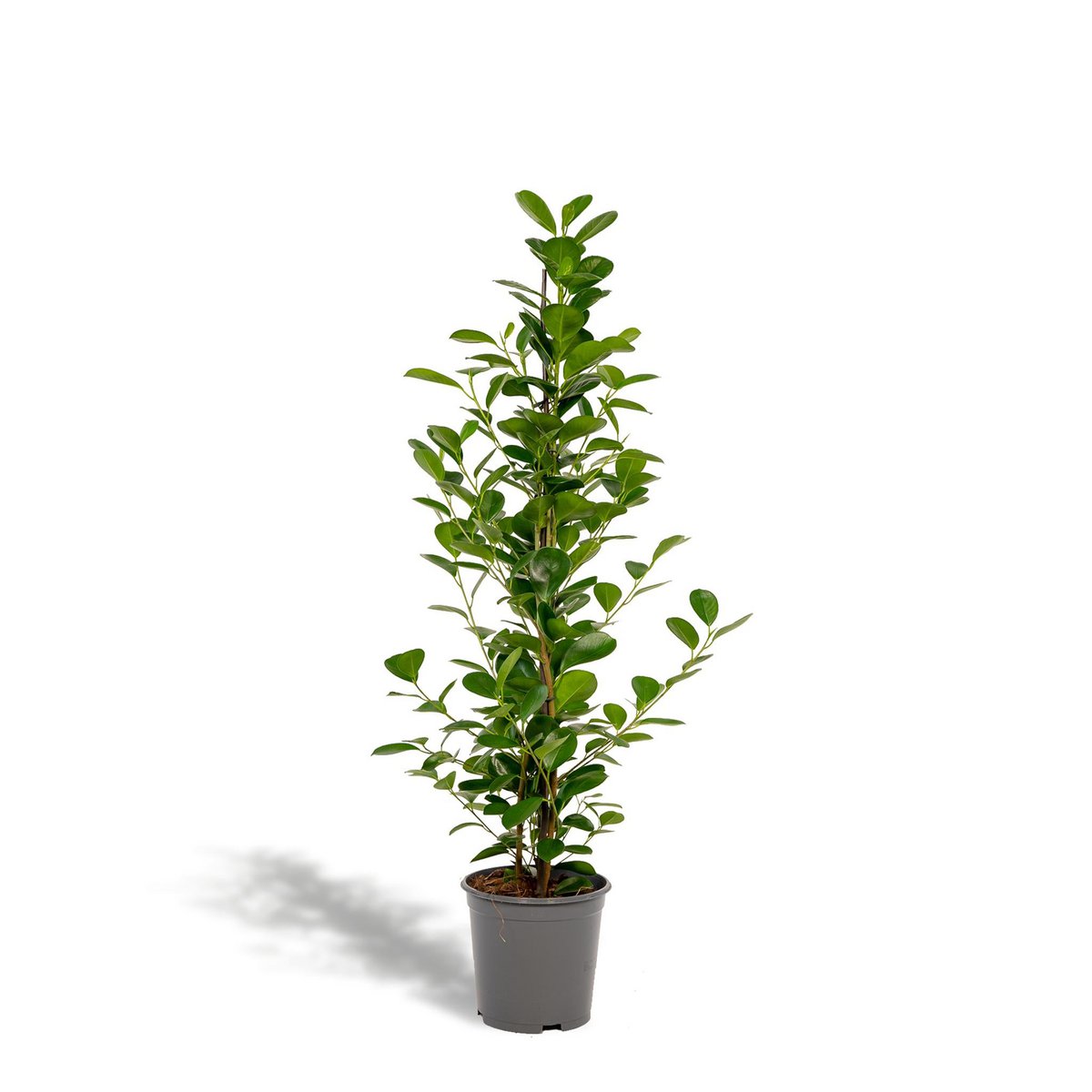 Ficus microcarpa Moclame Ø21cm - H95cm