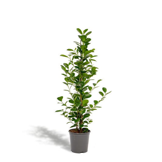 Ficus microcarpa Moclame Ø21cm - H95cm