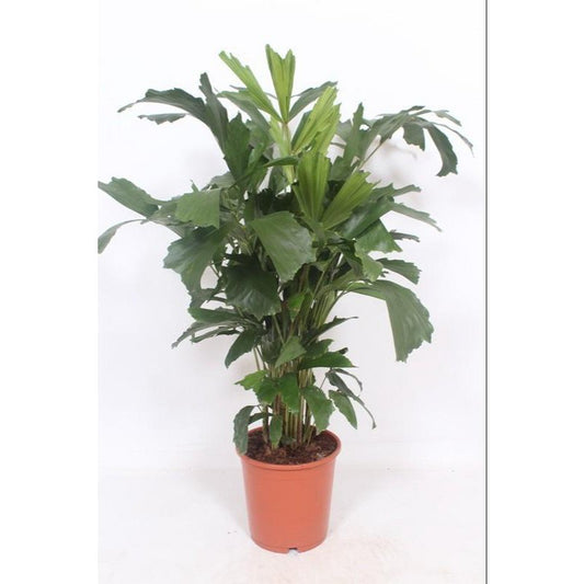 Caryota Mitis Ø24cm - ↕110cm