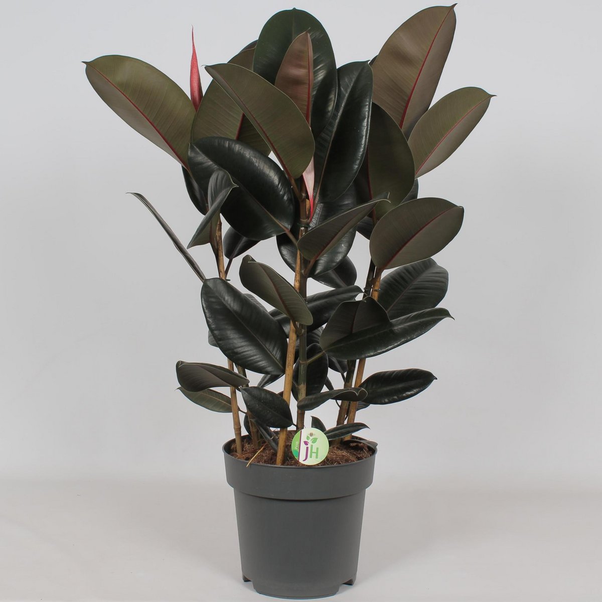 Ficus Abidjan Ø27cm - H90cm