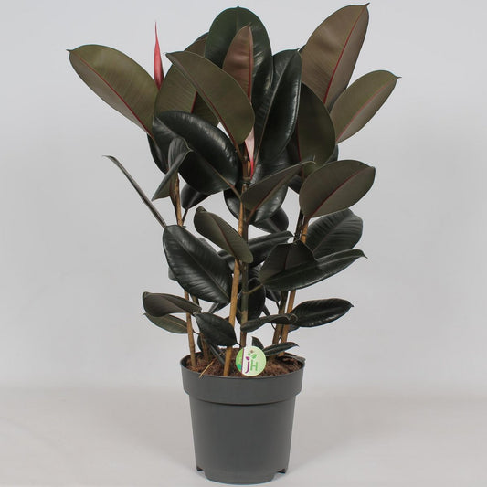 Ficus Abidjan Ø27cm - H90cm