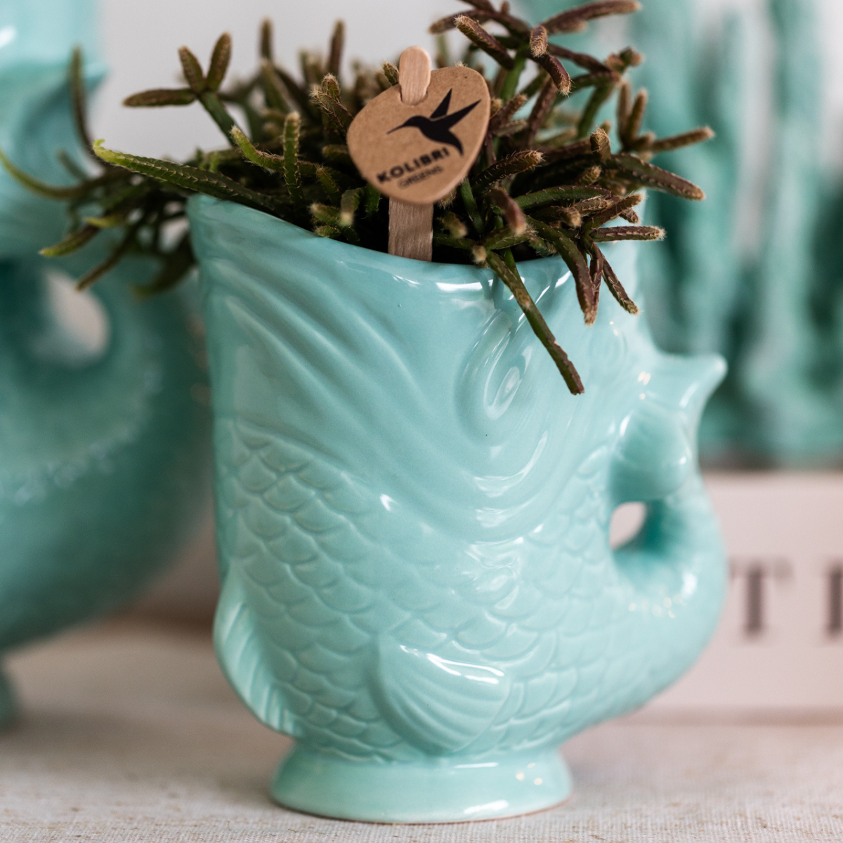 Planten set Vis Turquoise met witte Phalaenopsis orchidee Amabilis Ø9cm en groene plant Succulent Crassula Hobbit Ø6cm incl. turquoise keramieken sierpotten