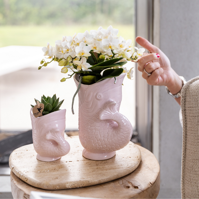 Set witte orchidee nazaré en sappig in visertsen babypink Ø9cm & Ø6cm