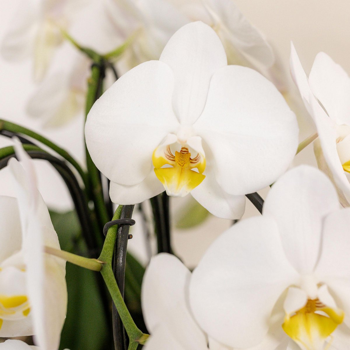 Witte orchideeënset in Rieten Mand incl. waterreservoir