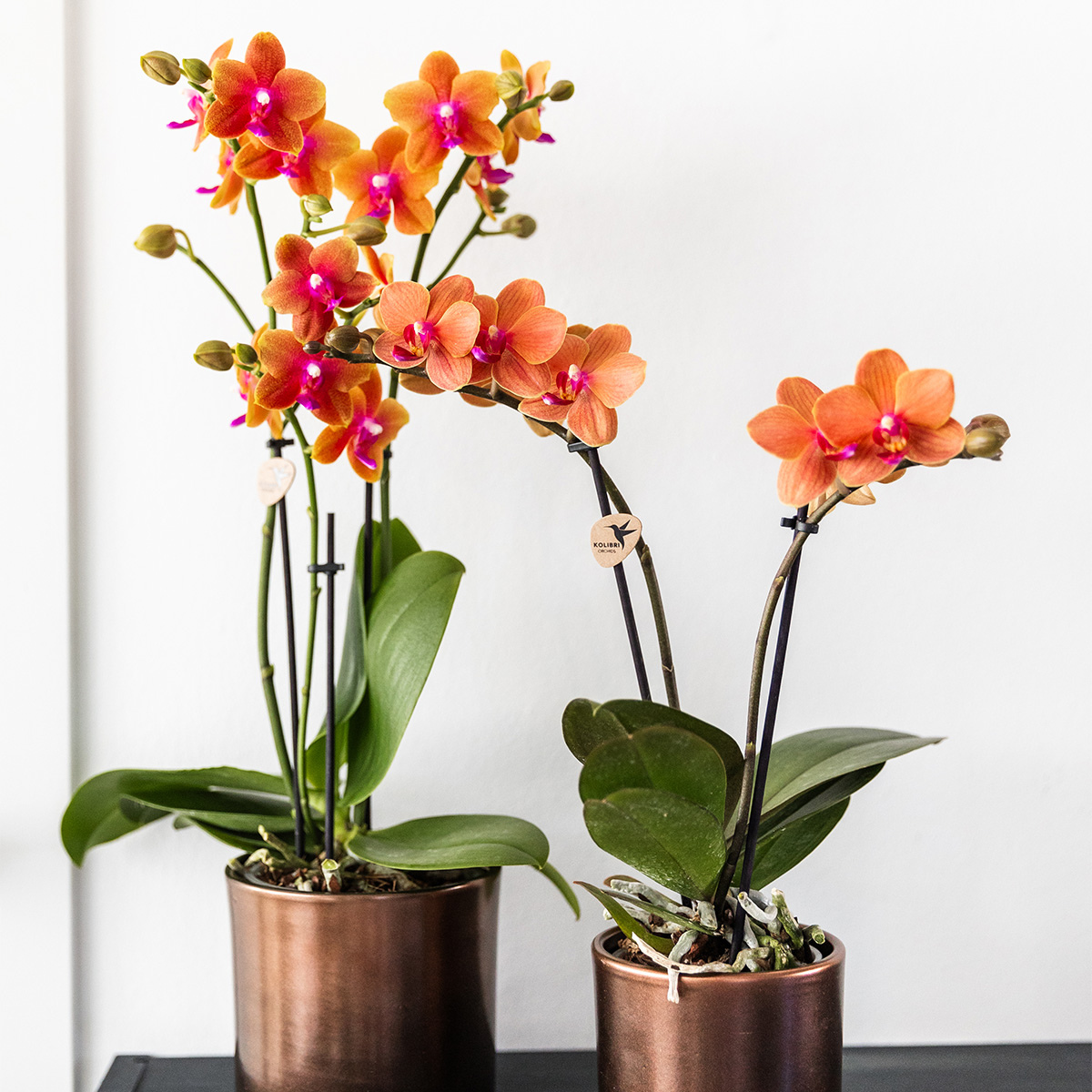 Bundel van 4 geurende oranje Phalaenopsis orchideeën potmaat Ø12cm