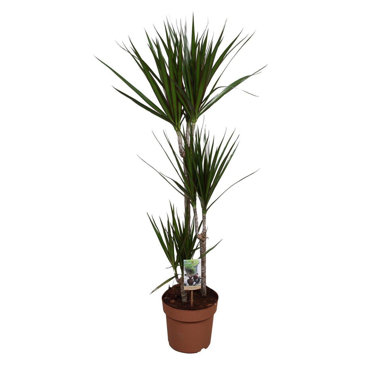 Dracaena Marginata Ø21cm - H120cm