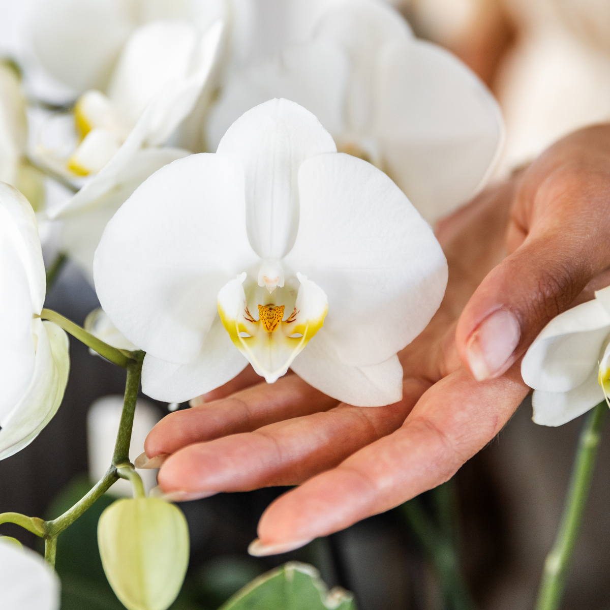 Bundel van 4 witte orchideeën potmaat Ø12cm