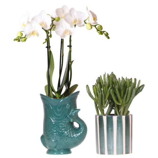 Set van witte orchidee Amabilis in Vispot groen en vetplant in Green Painting pot Ø9cm
