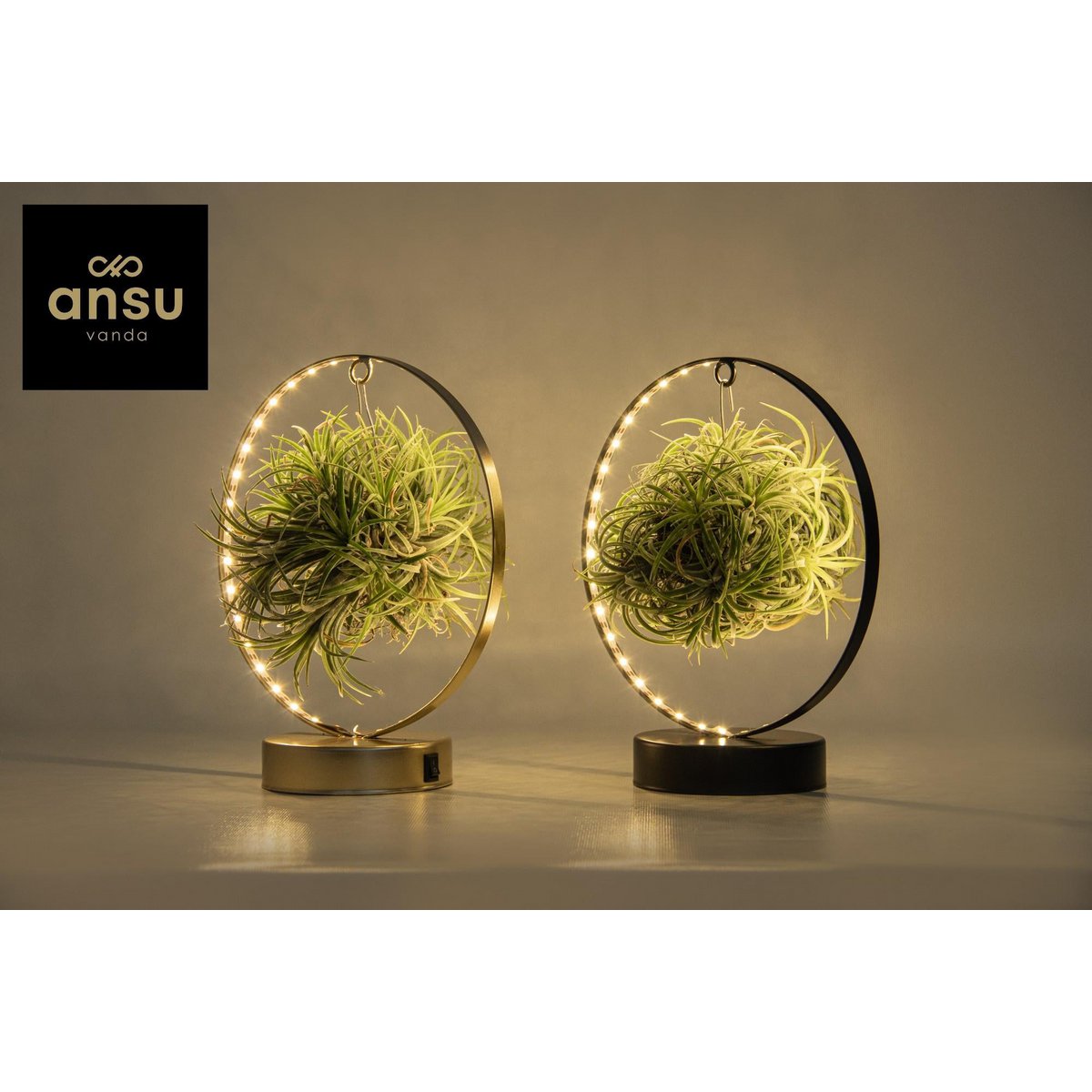 Glow and Grow LED Mix set van 2 Tillandsia Planten Ø11 cm - ↕23 cm