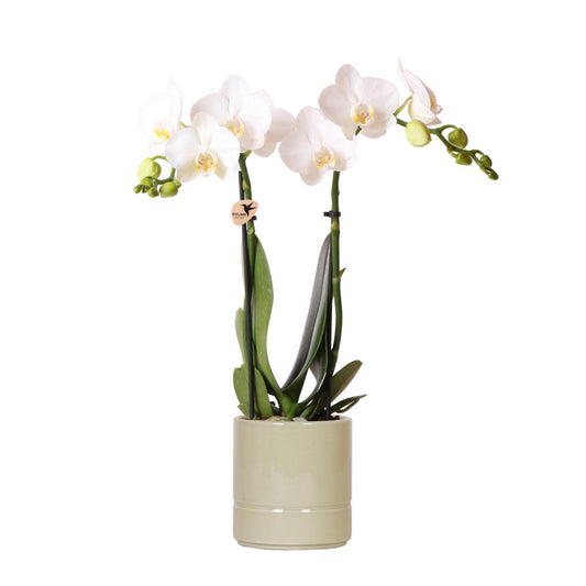 Witte Phalaenopsis orchidee Pastel pot Green potmaat Ø9cm