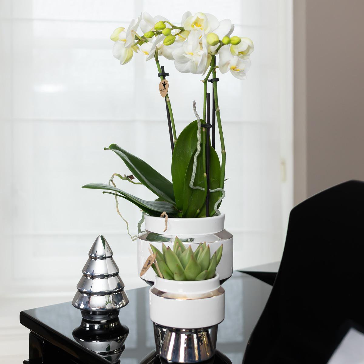 Luxe Set van witte orchidee en Succulent op zilveren dienblad