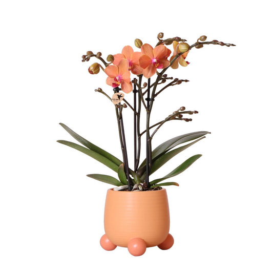 Oranje Phalaenopsis orchidee Mandarin  Ø9cm | bloeiende kamerplant - vers van de kweker