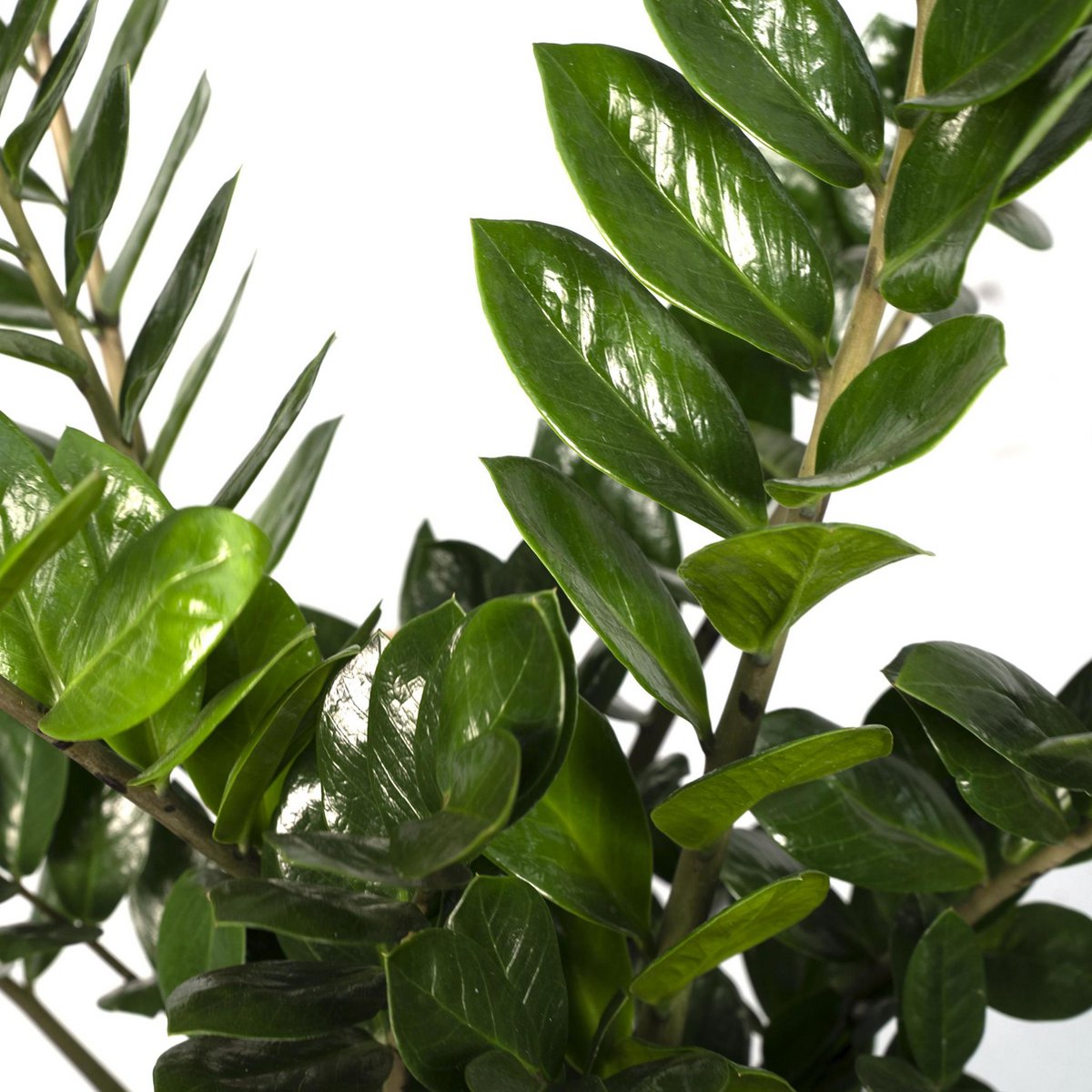 Zamioculcas Zamiifolia Emerald palm - Ø21cm - H80cm