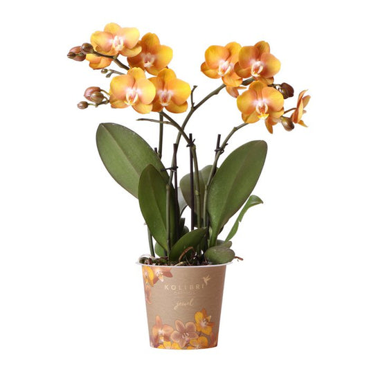 Oranje gouden Phalaenopsis orchidee Ø12cm