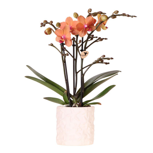 Oranje orchidee Zeesterren sierpot Ø9cm