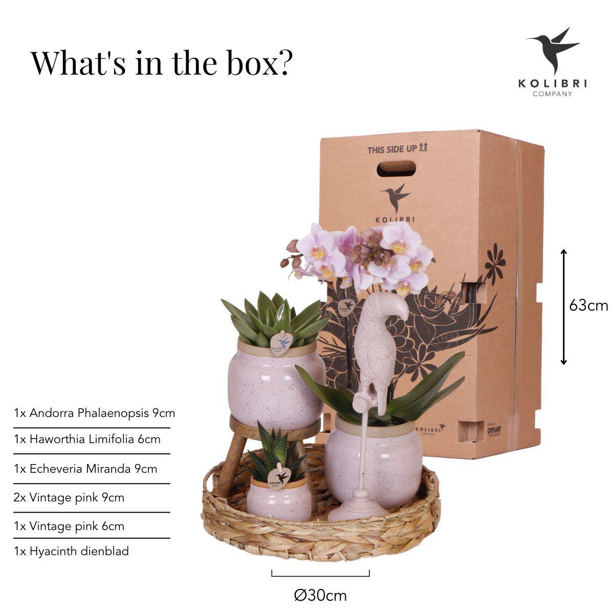 Gift set Love in Bloom Plantenset met roze Phalaenopsis Orchidee en Succulenten incl. keramieken sierpotten