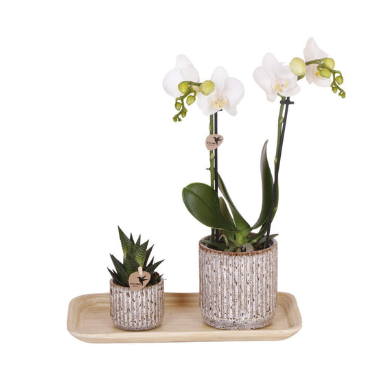 Plantenset Wild Essence small Groene planten met Phalaenopsis orchidee in sierpotten en bamboe dienblad