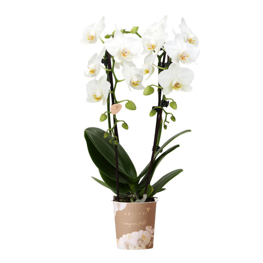 Witte Phalaenopsis Orchidee Ø9cm