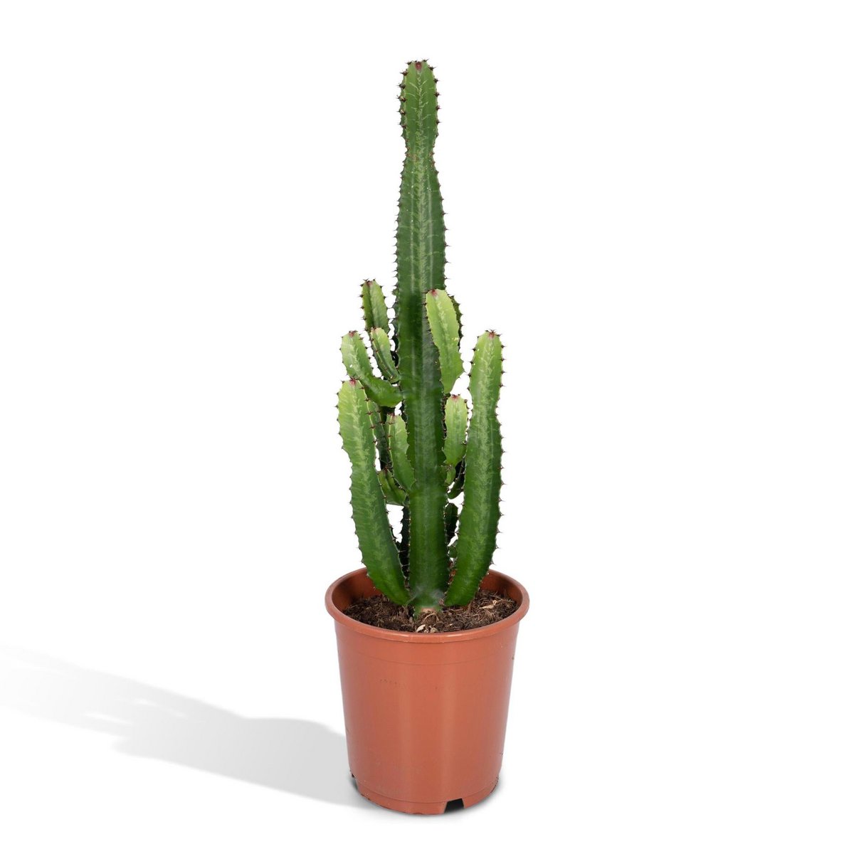 Euphorbia Acruensis Cactus Ø24cm - ↕60cm