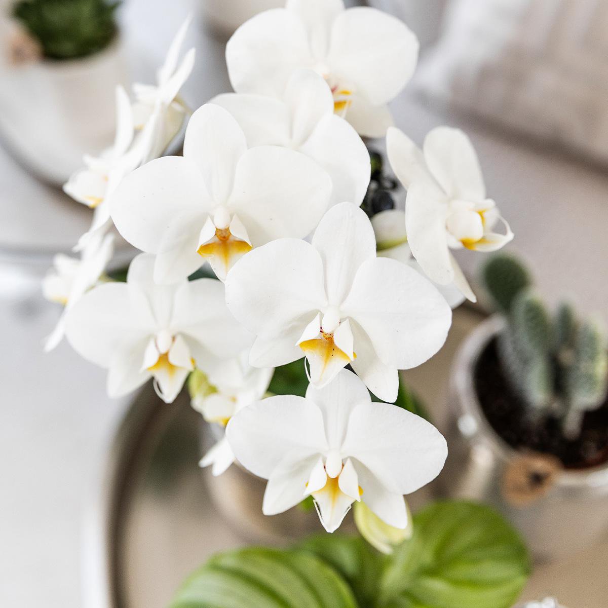 Witte Phalaenopsis orchidee luxe zilveren pot Ø9cm