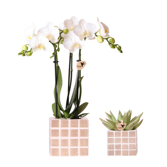 Set van witte orchidee Amabilis en succulent in Brown Cube sierpotten Ø9cm & Ø6cm