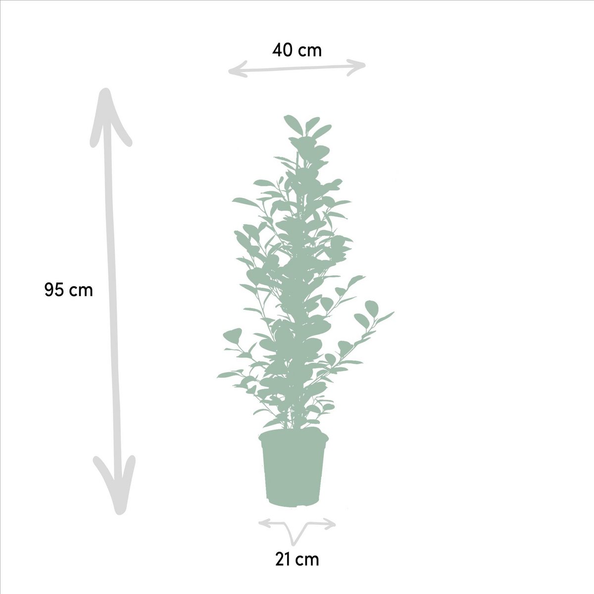 Ficus microcarpa Moclame Ø21cm - H95cm