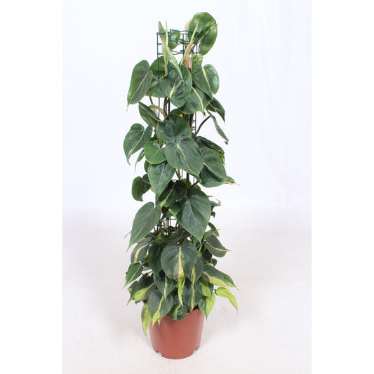 Philodendron Scandens Brasil Ø24cm - ↕120cm